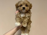 IRK GARANTİLİ MALTİPOO YAVRULARI