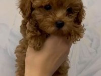 Tüy dökmeyen kalite sağlık ırk garantili poodle yavrularımız