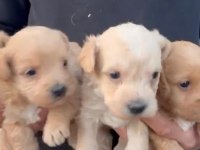 Orijinal Maltipoo Yavrularımız Irk Sağlık Garantili