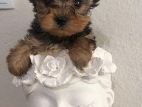 Safkan 0 numara yorkshire terrier bebekler