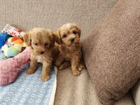 Maltipoo  Yavrularımız 