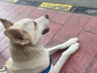 7 Aylık dünyalar yakışıklısı husky