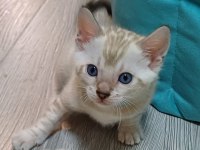 SNOW BENGAL ERKEK YAVRU