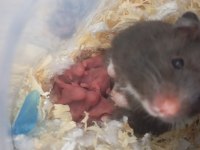 Hamster Yavrular