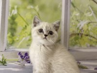 Brıtısh Shorthair Sılver Yavrularım