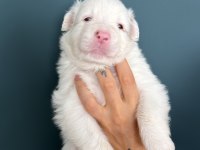 RED MERLE BORDER COLLİE