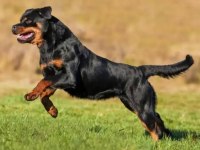 3 Yaşında Rottweiler Ücretsiz Sahiplendirme