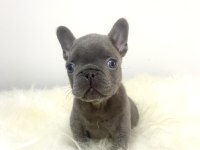 Renkli Gözlü Irk Garantili French Bulldog Yavrum