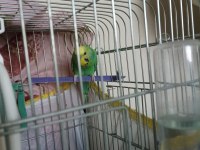 Mecbur kaldığım için satıyorum kuşlar