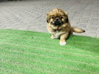 Safkan Çin pekinizi 3 aylık