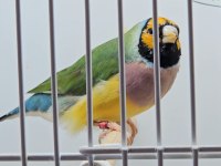 Gouldian finch (Gökkuşağı ispinozu) mevcuttur)