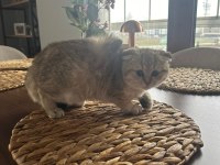 Scottish fold yavrumuz yeni yuvasını arıyor