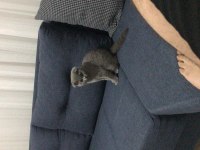 4 aylık safkan çok uslu scottish fold