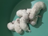 Korekan Maltese Terrier