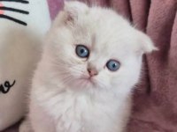 Maviş gözlü safkan british shorthair oğlum