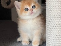 Türünün En Kalitelisi Golden British Shorthair 