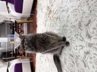 British longhair gümüşüm güzel kızım
