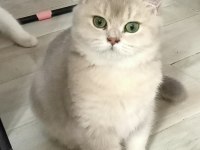 Ay11 blue golden british shorthair