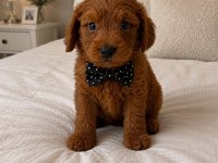 HARİKA POODLE YAKIŞIKLILAR