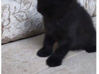 Scottish fold