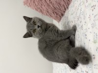 British shorthair 2 aylık dişi