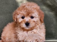 Minik F1B Maltipoo Yavrular