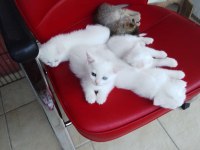 2 aylık yavru kediler