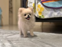 Pomeranian 3 aylık yavru