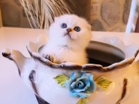 0 Kulak Dişi Golden Point Scottish Fold