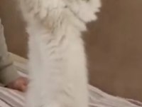 Beyaz mavi gözlü erkek british shorthair