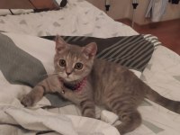 3.5 aylık British Shorthair