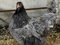 BLUE MODLED BRAHMA KULUÇKALIK YUMURTA & CİVCİV