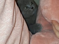 Scottish fold