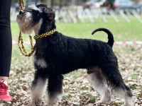 FCI Pedigreeli Miniature Schnauzer Yavruları