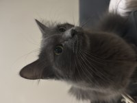 ücretsiz 6 aylık british longhair