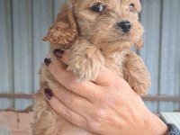 MALTİPOO YAVRULARIMIZ YENİ YUVALARINA HAZIR