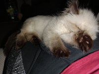 5 aylık himalayan prensesimize ömürlük yuva arıyoruz