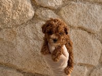 Orijinal garantili teacup maltipoo