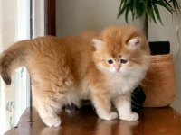 SOY AĞACI BELLİ SAFKAN İNGİLİZ KEDİSİ