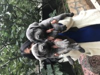Blue dev gibi cane Corso yavrularımız