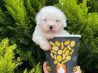 Malti̇poo Bebekleri̇mi̇z
