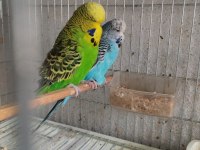 Jumbo muhabbet kuşu ve kırık çeşitler