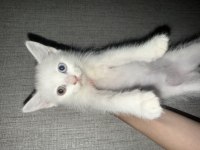SÜTTEN KESİLDİ MAVİ YEŞİL ÇİFT GÖZ