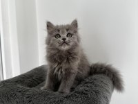 Gri British shorthair cinsi yavrumuza yuva arıyoruz