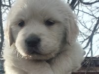 Golden retriever bebekler