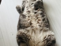 Dünyanın en sakin en tatlı kedisi huzur