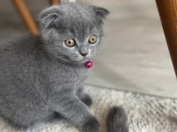 Dişi scottish fold son yavrum yeni yuvasını bekliyor