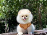 2 aylık dişi pomeranian yavru