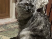 1 yaşında erkek scottish fold