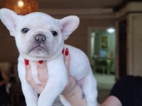RENK RENK FRENCH BULLDOG BEBEKLER